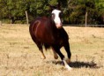 /album/animais-disponiveis-para-venda-/potras-dkp3-jpg/
